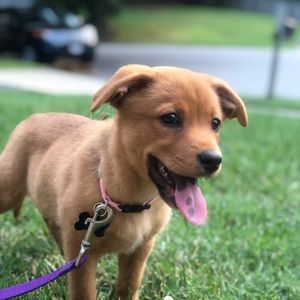 Meet your Posher, Lily